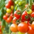Како да се хранат доматите во пролет, лето и есен